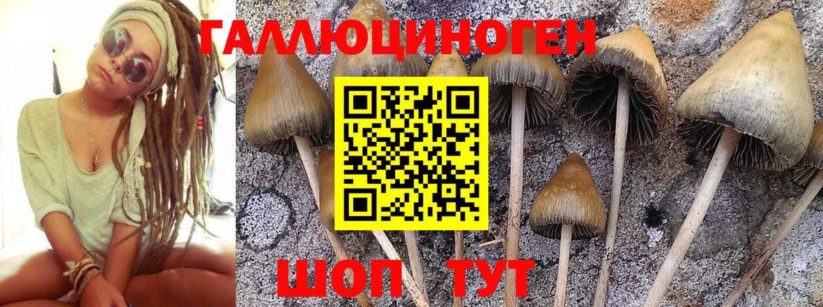 дарнет шоп  Вход с VPN  Усть-Илимск  Псилоцибиновые грибы Cubensis 